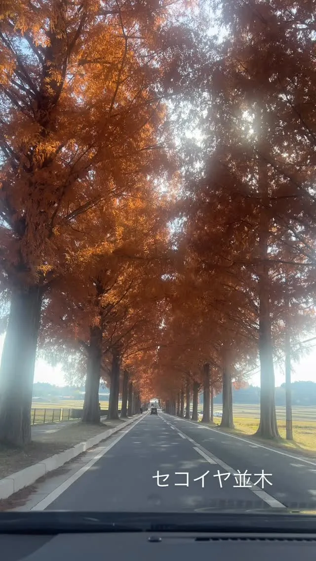ずっと行きたかったセコイヤ並木✨黄色から赤に変わるころなのか...